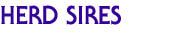 herd sires